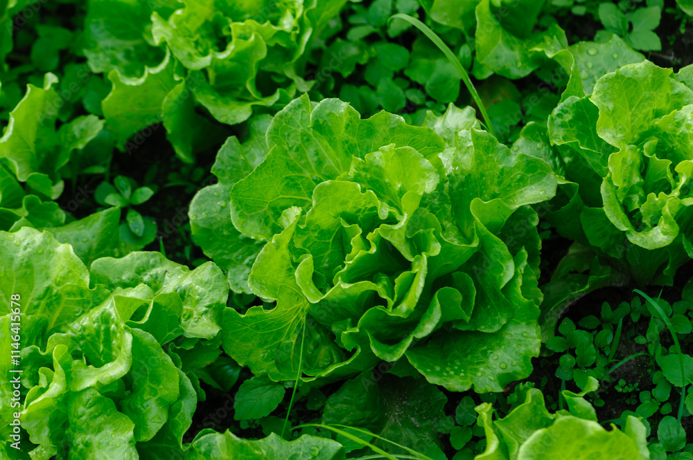 Green lettuce in growth at vegetable garden Green lettuce in growth at vegetable garden