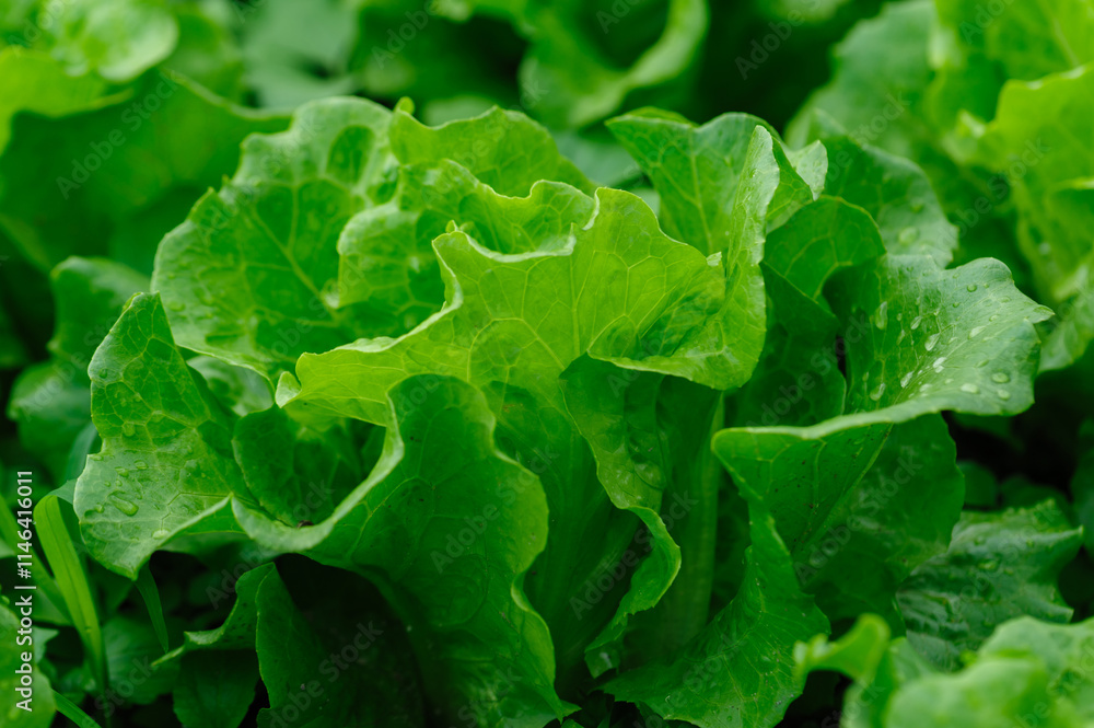 Green lettuce in growth at vegetable garden Green lettuce in growth at vegetable garden
