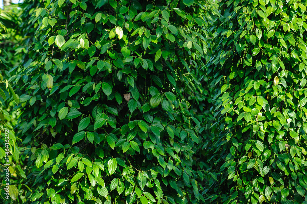 Obraz premium Black pepper fruits grow on tree in garden