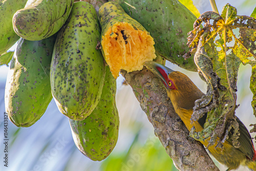 Saffron Toucanet or Araçari-Banana bird  of the Atlantic Forest eating Papaya - South East Brazil - South America (Pteroglossus bailloni)