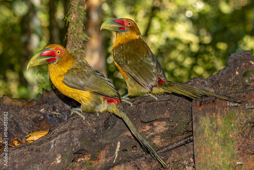 Saffron Toucanet or Araçari-Banana bird  of the Atlantic Forest - South East Brazil - South America (Pteroglossus bailloni)