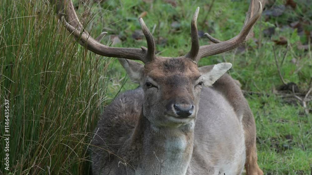 Fallow Deer (Dama dama) buck (male) chewing the cud / ruminating. December, Kent, UK. Fallow Deer (Dama dama) buck (male) chewing the cud / ruminating. December, Kent, UK.