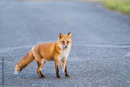 北海道の冬を迎えるモフモフの可愛いキタキツネ photo