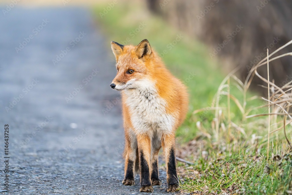 北海道の冬を迎えるモフモフの可愛いキタキツネ