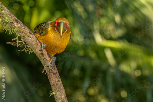 Saffron Toucanet or Araçari-Banana bird  of the Atlantic Forest - South East Brazil - South America (Pteroglossus bailloni)