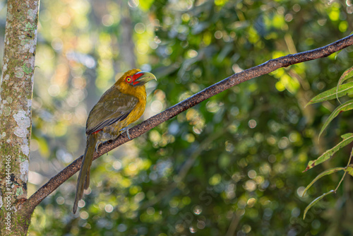 Saffron Toucanet or Araçari-Banana bird  of the Atlantic Forest - South East Brazil - South America (Pteroglossus bailloni)