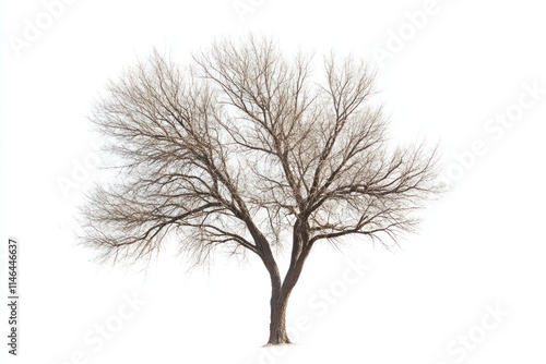 Bare deciduous tree isolated on white background.