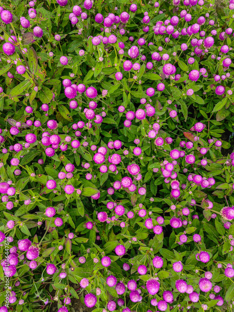 A field of pink flowers in a sunny day outdoors gardens A field of pink flowers in a sunny day outdoors gardens