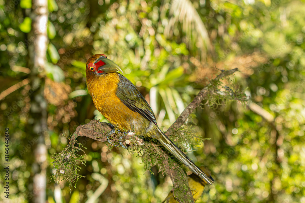 Saffron Toucanet or Araçari-Banana bird of the Atlantic Forest - South East Brazil - South America (Pteroglossus bailloni) Saffron Toucanet or Araçari-Banana bird of the Atlantic Forest - South East Brazil - South America (Pteroglossus bailloni)