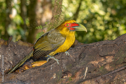 Saffron Toucanet or Araçari-Banana bird  of the Atlantic Forest - South East Brazil - South America (Pteroglossus bailloni)