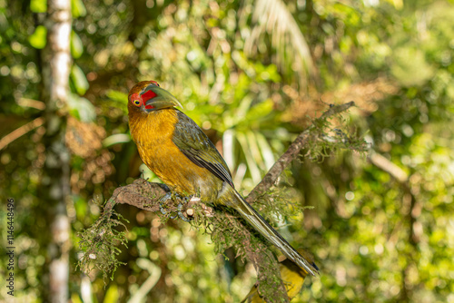 Saffron Toucanet or Araçari-Banana bird  of the Atlantic Forest - South East Brazil - South America (Pteroglossus bailloni)