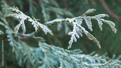 Photo texture of a Christmas tree. Background of coniferous trees. Christmas tree in the snow. Size 4K