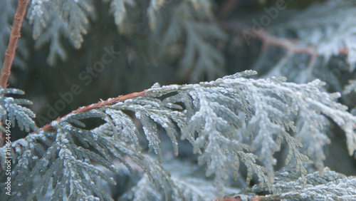 Photo texture of a Christmas tree. Background of coniferous trees. Christmas tree in the snow. Size 4K