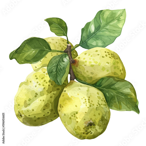 A watercolor drawing of a ripe bunch of tropical guavas, isolated on a white background. Ripe tropical guavas vector.
