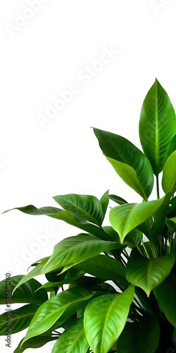 Wallpaper Mural green leaves isolated Potted Plant PNG  on white Torontodigital.ca