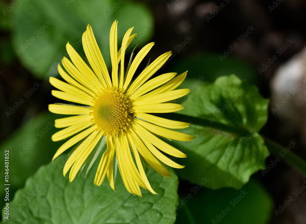 photos of yellow flowers growing at high altitude photos of yellow flowers growing at high altitude