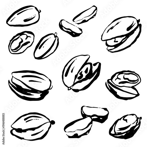 Set of pistachios, vector, isolated. Hand draw, ink with texture and brush strokes.