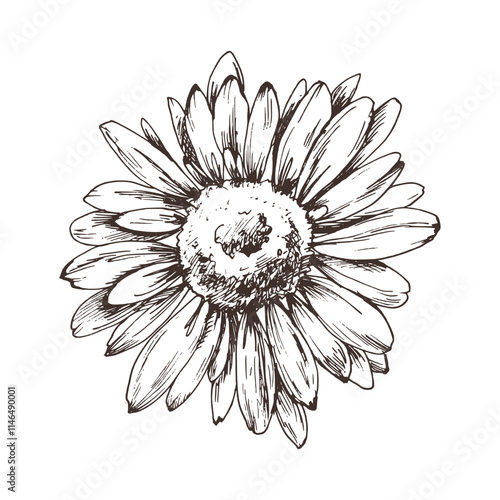 Autumn garden flowers rudbeckia single object. Line art graphic hand drawn brown ink monochrome. Isolated EPS element vector illustration