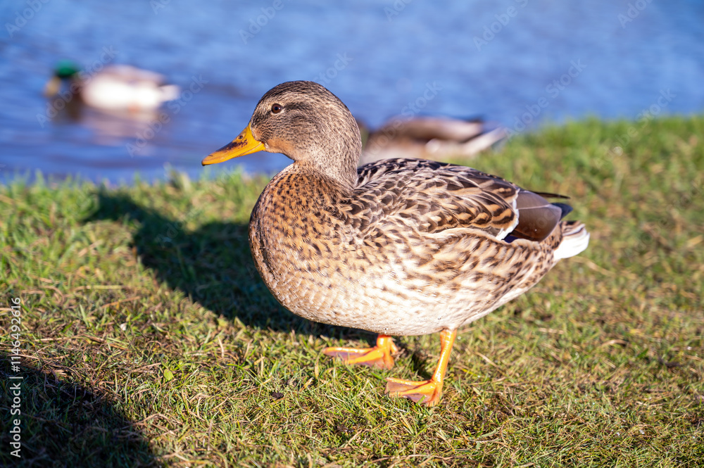 gray duck on the background of the lake gray duck on the background of the lake