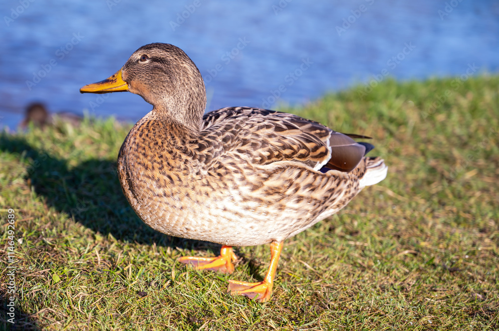 gray duck on the background of the lake gray duck on the background of the lake