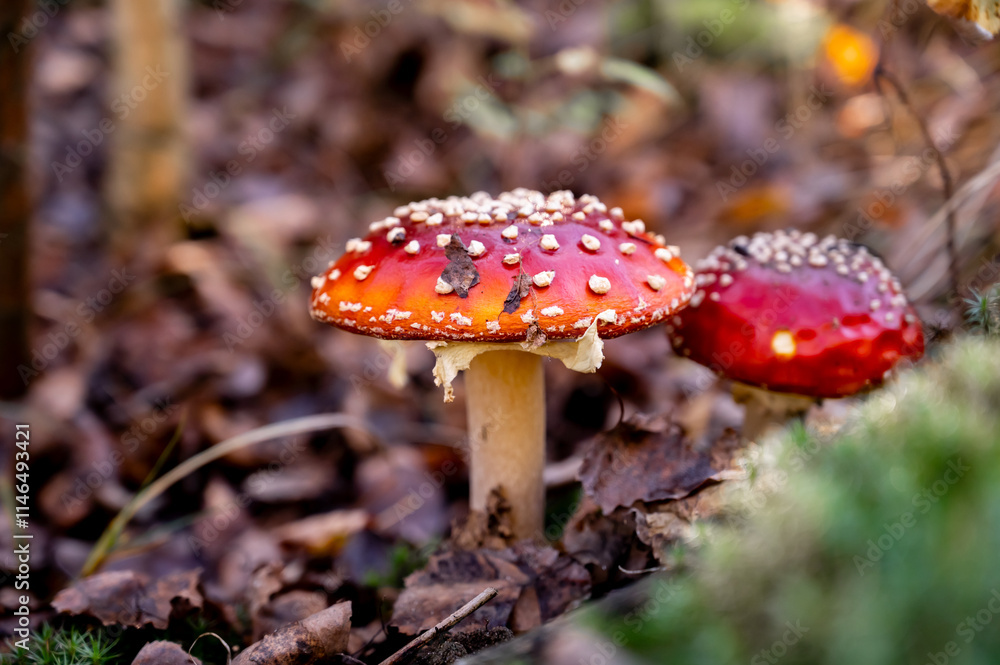 beautiful red fly agaric in the autumn forest beautiful red fly agaric in the autumn forest