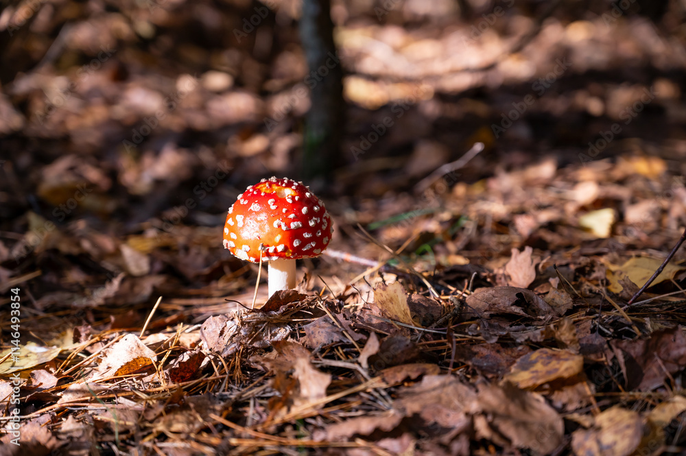 beautiful red fly agaric in the autumn forest beautiful red fly agaric in the autumn forest