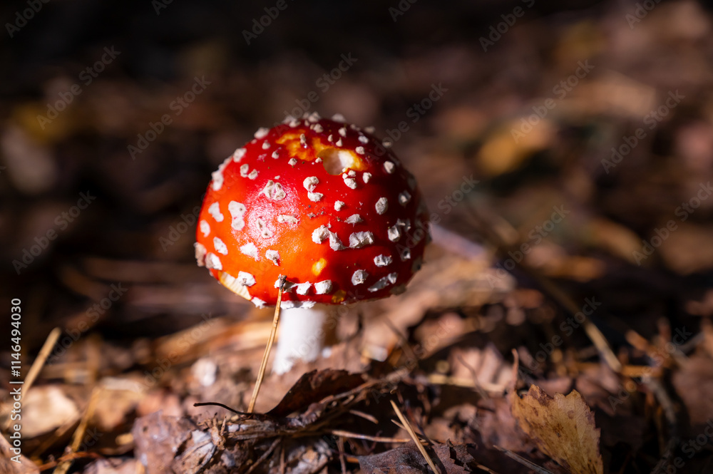 beautiful red fly agaric in the autumn forest beautiful red fly agaric in the autumn forest