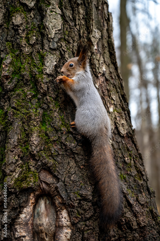 gray squirrel sitting on a tree trunk, close-up
