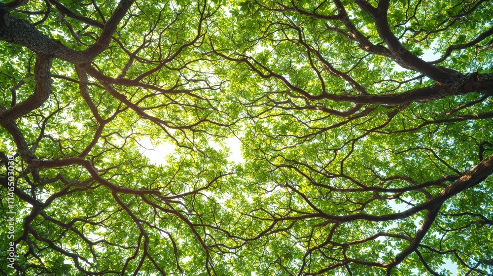 Fototapeta premium Dense Green Canopy Overhead in Natural Setting