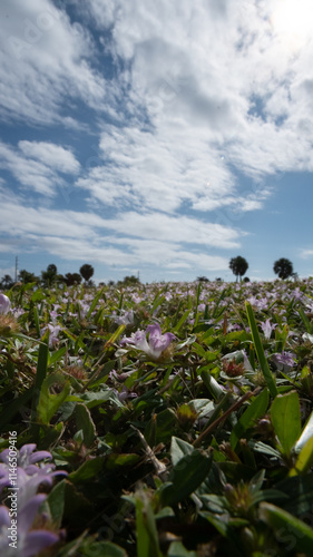 flowers on the beach