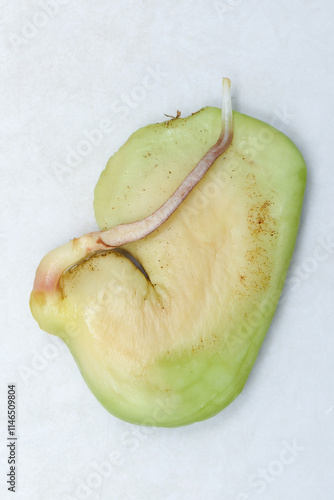 Close-up of a sprouted mango seed before planting.
