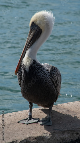 pelican on the beach