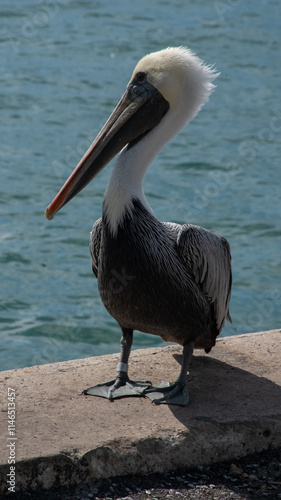 pelican on the beach