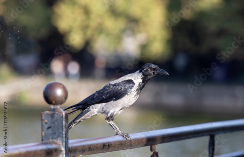 Hooded crow (Corvus cornix) sitting on the fence close-up