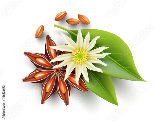 Orion Star Anise. Organic natural seasoning spice with flower, seeds and green leaves. Aomatic ingredient for glintwine drink preparing cooking. Realistic. Vector illustration.