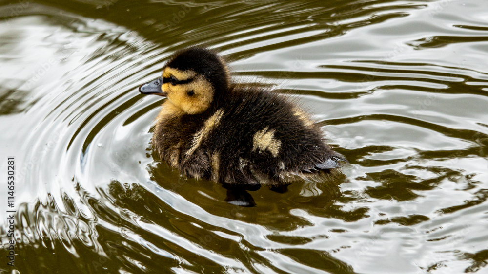 A mallard duckling paddling across the water A mallard duckling paddling across the water