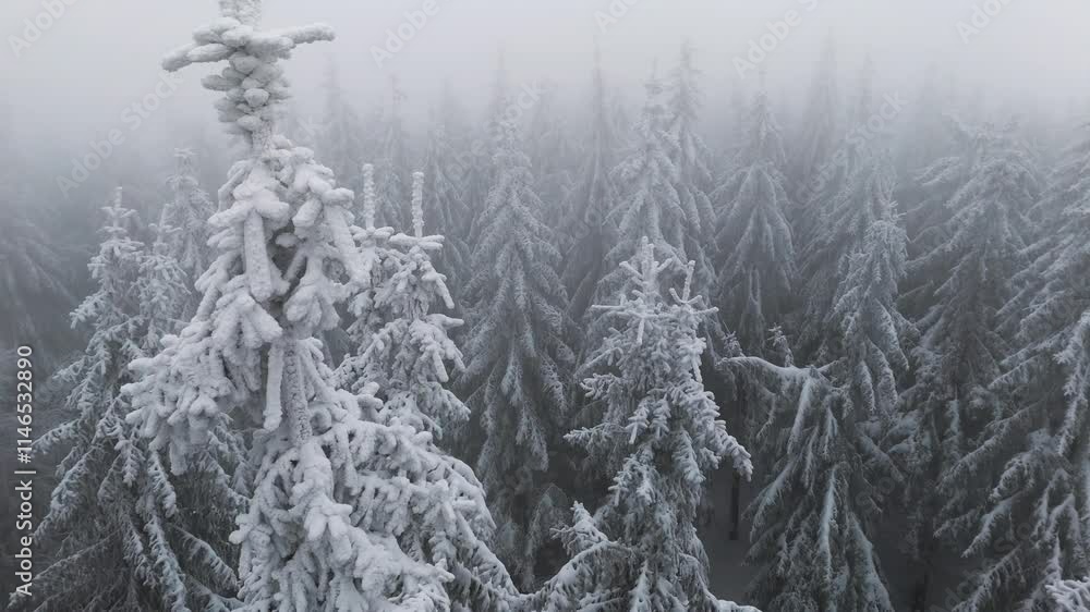 Overhead shot of snowy forested mountains. Frosted branches blend into the misty, cloud-covered sky in this cold and quiet winter landscape. Overhead shot of snowy forested mountains. Frosted branches blend into the misty, cloud-covered sky in this cold and quiet winter landscape.