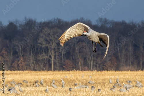 A Sandhill Crane Lands Over a Harvested Field