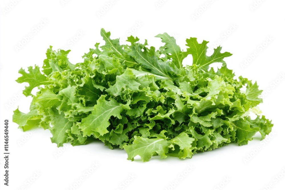 Vibrant Green Leaf Lettuce. Close-Up of Fresh Organic Leaves Perfect for Healthy Salads Vibrant Green Leaf Lettuce. Close-Up of Fresh Organic Leaves Perfect for Healthy Salads