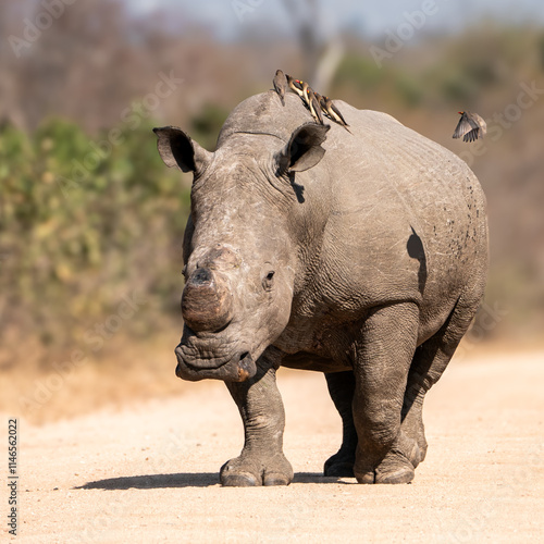 A sturdy white rhino strides through the bush, its rough hide a perch for chattering oxpeckers. The birds flit and cling, ever watchful, as the gentle giant moves with ancient grace through the savann