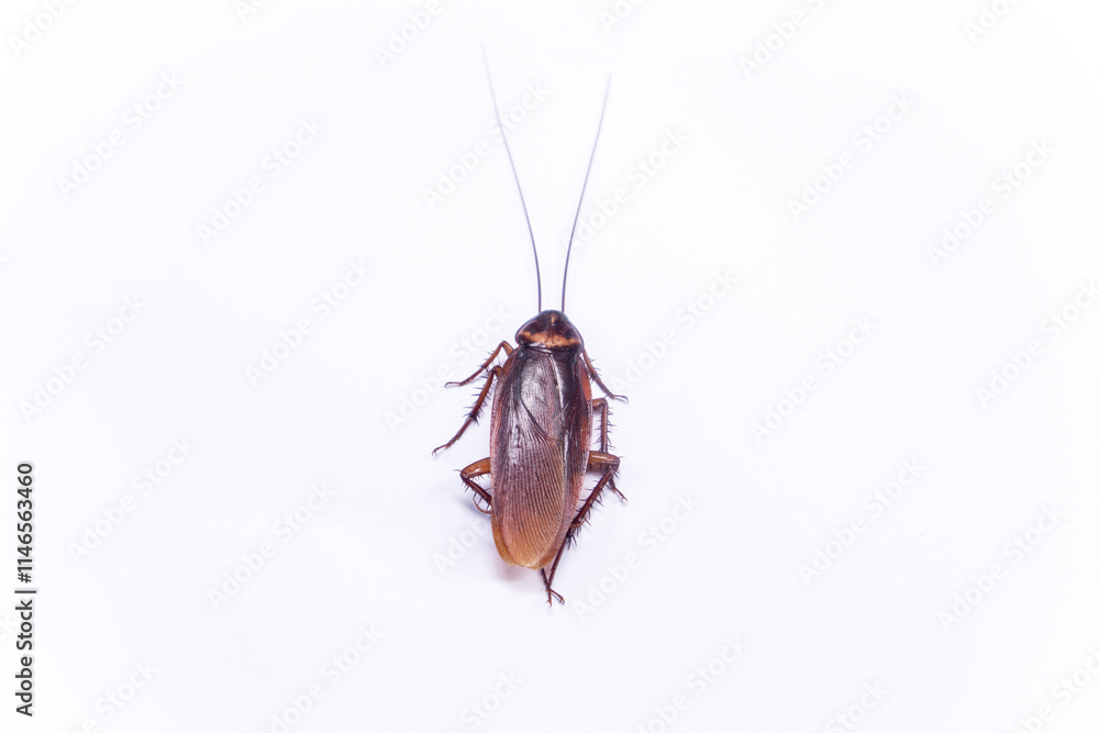 Cockroach crawling isolated top view Cockroach crawling isolated top view