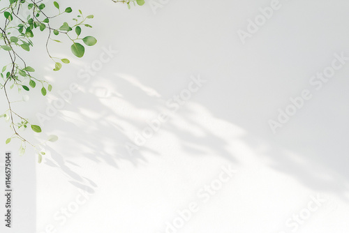 シンプルな白い壁と葉っぱ