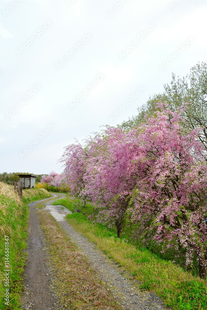 板額ほたるの里（新潟県）