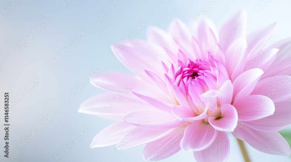 Soft pink dahlia flower close-up. Soft pink dahlia flower close-up.