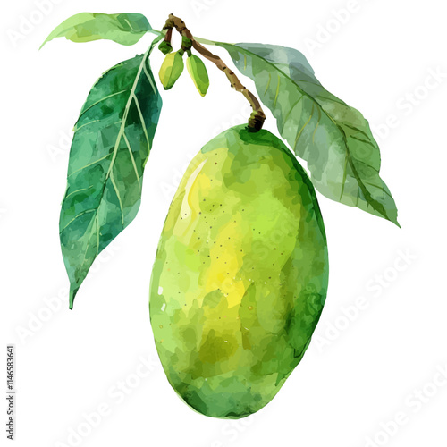 A watercolor vector of a vibrant green mango on a branch, isolated on a white background. Vibrant green mango branch vector.
