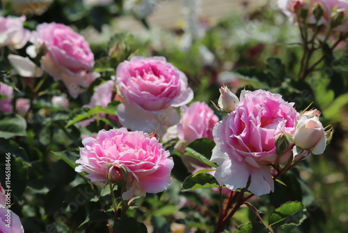 Wallpaper Mural Rose garden Torontodigital.ca