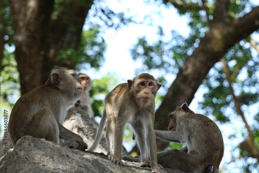Monkey looking at tourists. 4 macaques are looking for food, frolicking and climbing on rocky outcrop under large tree. Macaca fascicularis is long-tailed monkey with grey to reddish-brown fur
Monkey looking at tourists. 4 macaques are looking for food, frolicking and climbing on rocky outcrop under large tree. Macaca fascicularis is long-tailed monkey with grey to reddish-brown fur