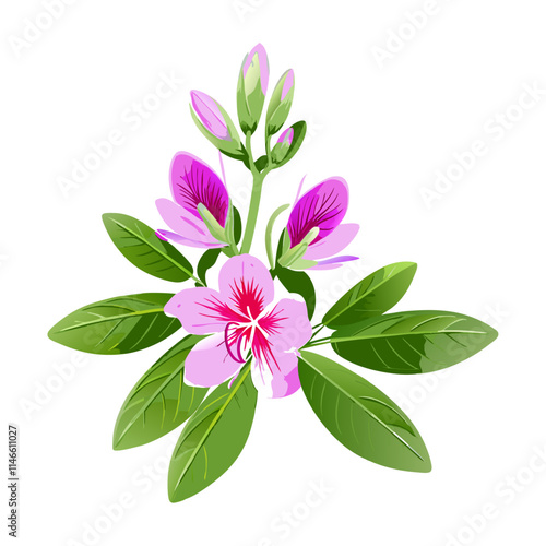 pink flower isolated on white