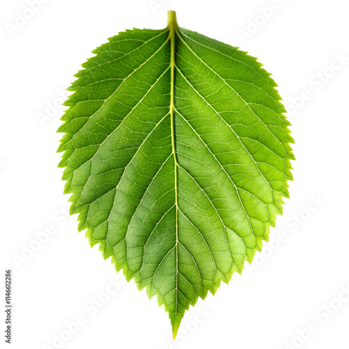 Green leaf on transparent background photo