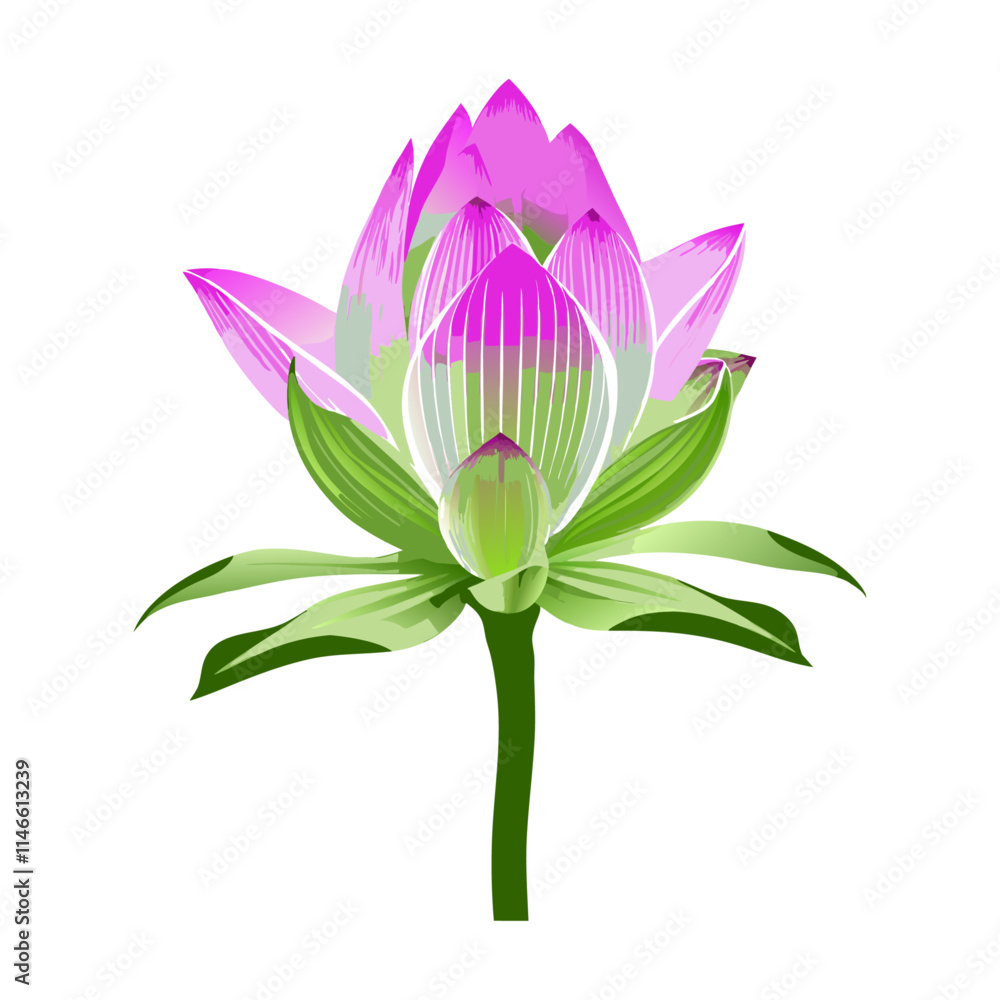 pink lotus flower pink lotus flower